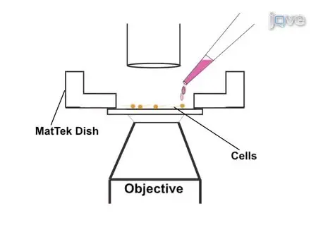 Live-imaging of PKC Translocation in Sf9 Cells and in Aplysia Sensory Neurons
