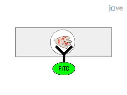Methods for Rapid Transfer and Localization of Lyme Disease Pathogens Within the Tick Gut