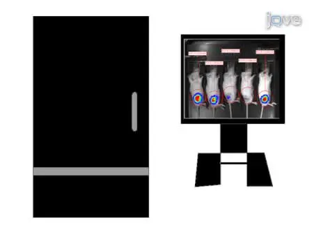 Orthotopic Xenografting of Human Luciferase-Tagged Malignant Peripheral Nerve Sheath Tumor Cells for <em>in vivo</em> Testing of Candidate Therapeutic Agents