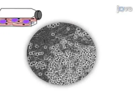 Modified ES / OP9 Co-Culture Protocol Provides Enhanced Characterization of Hematopoietic Progeny