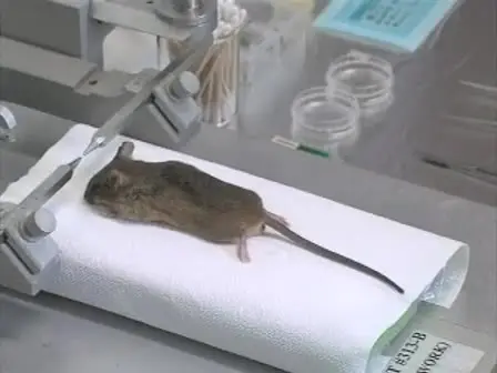 High-density EEG Recordings of the Freely Moving Mice using Polyimide-based Microelectrode