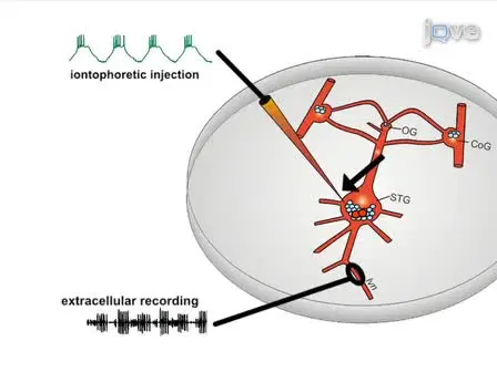 Optical Imaging of Neurons in the Crab Stomatogastric Ganglion with Voltage-sensitive Dyes