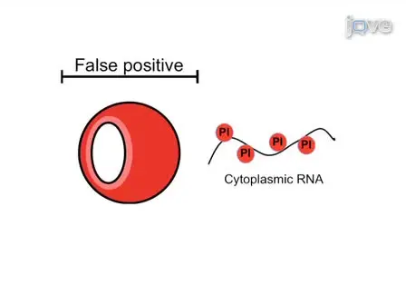 Modified Annexin V/Propidium Iodide Apoptosis Assay For Accurate Assessment of Cell Death