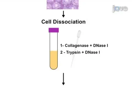 Flow Cytometry Purification of Mouse Meiotic Cells