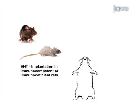 Bioluminescence Imaging for Assessment of Immune Responses Following Implantation of Engineered Heart Tissue (EHT)