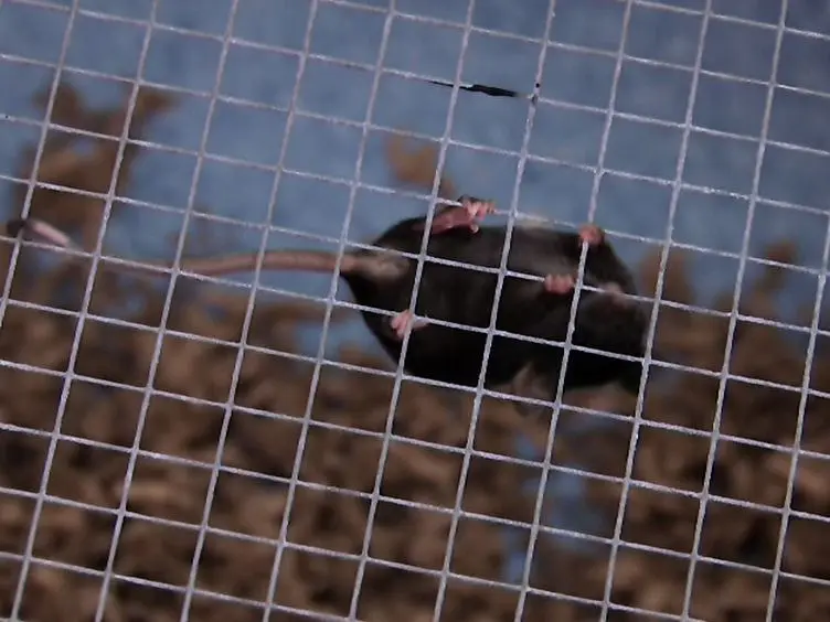 Measuring the Strength of Mice
