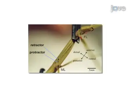 Studying the Neural Basis of Adaptive Locomotor Behavior in Insects