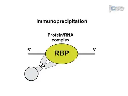 iCLIP - Transcriptome-wide Mapping of Protein-RNA Interactions with Individual Nucleotide Resolution