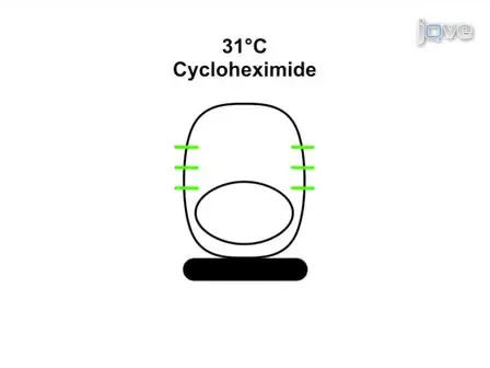 Analyzing the Function of Small GTPases by Microinjection of Plasmids into Polarized Epithelial Cells