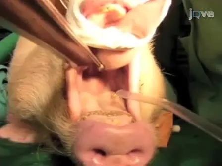 Basic Surgical Techniques in the G&ouml;ttingen Minipig: Intubation, Bladder Catheterization, Femoral Vessel Catheterization, and Transcardial Perfusion