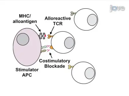 Induction of Alloantigen-specific Anergy in Human Peripheral Blood Mononuclear Cells by Alloantigen Stimulation with Co-stimulatory Signal Blockade