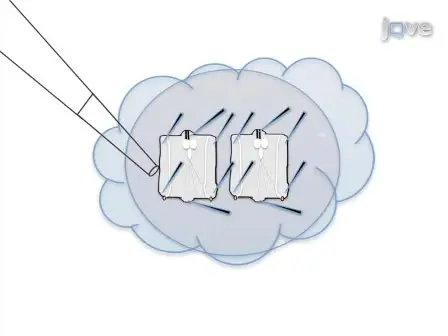 Dissection and Imaging of Active Zones in the <em>Drosophila</em> Neuromuscular Junction