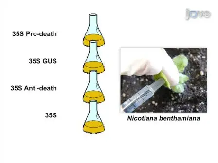 A β-glucuronidase (GUS) Based Cell Death Assay
