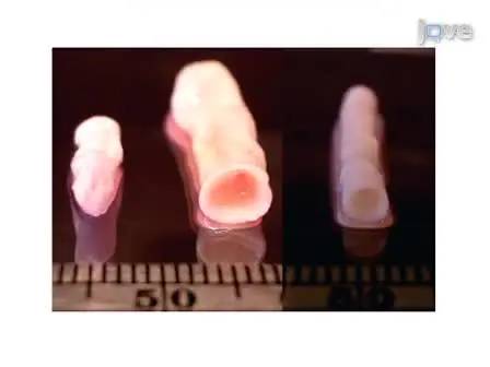 Elastomeric PGS Scaffolds in Arterial Tissue Engineering