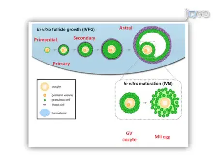 A Method for Ovarian Follicle Encapsulation and Culture in a Proteolytically Degradable 3 Dimensional System