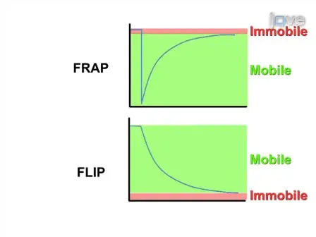 Photobleaching Assays (FRAP &amp; FLIP) to Measure Chromatin Protein Dynamics in Living Embryonic Stem Cells