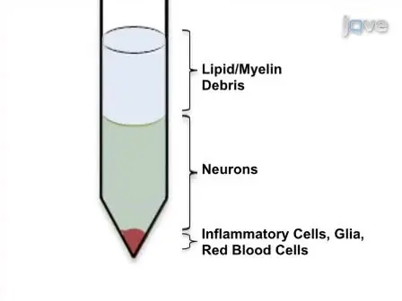Quantitative Assessment of Immune Cells in the Injured Spinal Cord Tissue by Flow Cytometry:  a Novel Use for a Cell Purification Method