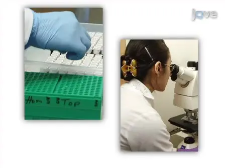 Methods to Assess Beta Cell Death Mediated by Cytotoxic T Lymphocytes