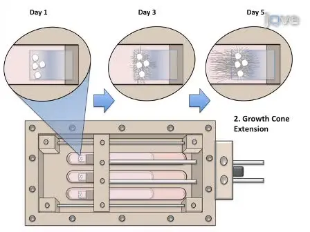 Axon Stretch Growth: The Mechanotransduction of Neuronal Growth