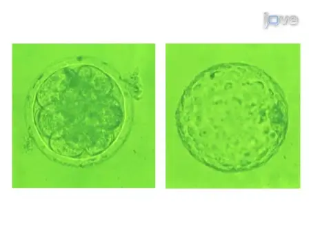 Cryopreservation of Preimplantation Embryos of Cattle, Sheep, and Goats