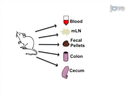 <em>Trichuris muris</em> Infection: A Model of Type 2 Immunity and Inflammation in the Gut