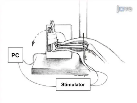 An <em>in vivo</em> Rodent Model of Contraction-induced Injury and Non-invasive Monitoring of Recovery