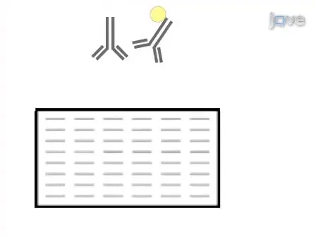 Quantitative Analyses of all Influenza Type A Viral Hemagglutinins and Neuraminidases using Universal Antibodies in Simple Slot Blot Assays
