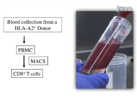 HLA-Ig Based Artificial Antigen Presenting Cells for Efficient <em>ex vivo</em> Expansion of Human CTL