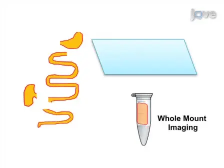 Visualization of the Interstitial Cells of Cajal (ICC) Network in Mice
