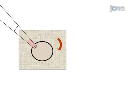 Alginate Hydrogels for Three-Dimensional Organ Culture of Ovaries and Oviducts