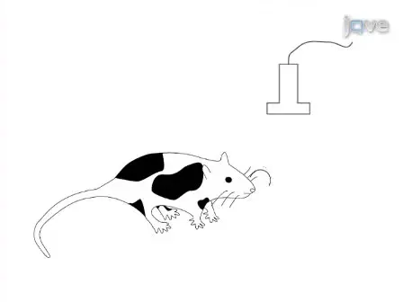 Targeted Training of Ultrasonic Vocalizations in Aged and Parkinsonian Rats