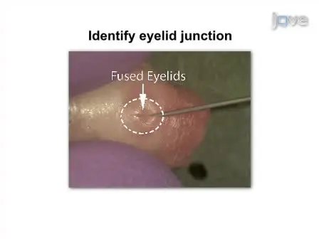<em>In vivo</em> Electroporation of Developing Mouse Retina