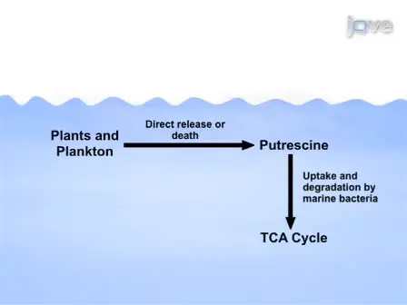 Bromodeoxyuridine (BrdU) Labeling and Subsequent Fluorescence Activated Cell Sorting for Culture-independent Identification of Dissolved Organic Carbon-degrading Bacterioplankton