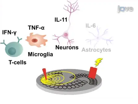 Modeling Neural Immune Signaling of Episodic and Chronic Migraine Using Spreading Depression <em>In Vitro</em>