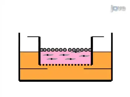 The Three-Dimensional Human Skin Reconstruct Model: a Tool to Study Normal  Skin and Melanoma Progression