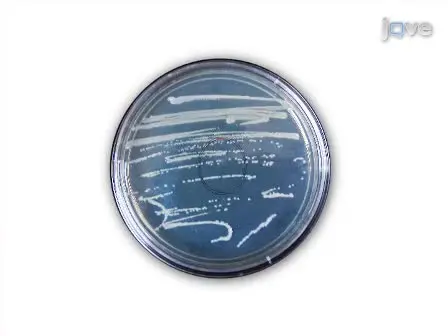 Agrobacterium-Mediated Virus-Induced Gene Silencing Assay In Cotton