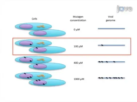 Isolation of Fidelity Variants of RNA Viruses and Characterization of Virus Mutation Frequency