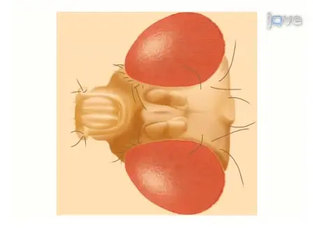 Preparation of Adult <em>Drosophila</em> Eyes for Thin Sectioning and Microscopic Analysis