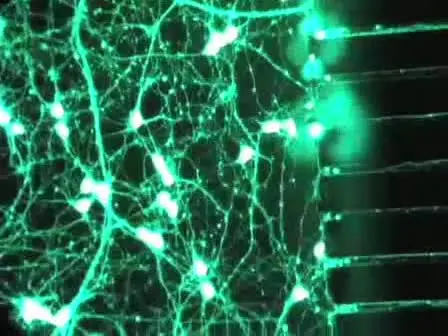 Preparing E18 Cortical Rat Neurons for Compartmentalization in a Microfluidic Device