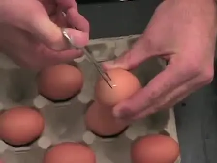 Windowing Chicken Eggs for Developmental Studies