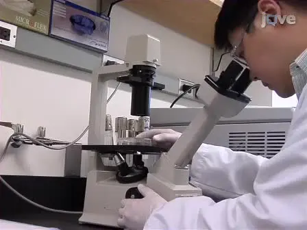 Bioengineering Human Microvascular Networks in Immunodeficient Mice