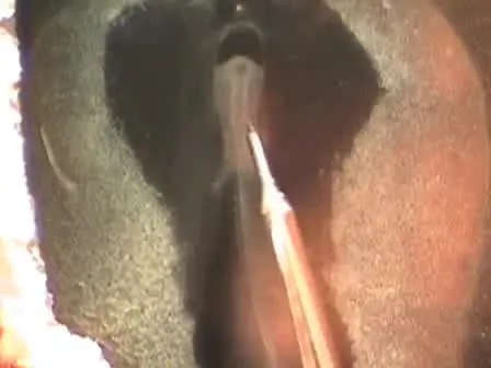 Placing Growth Factor-Coated Beads on Early Stage Chicken Embryos