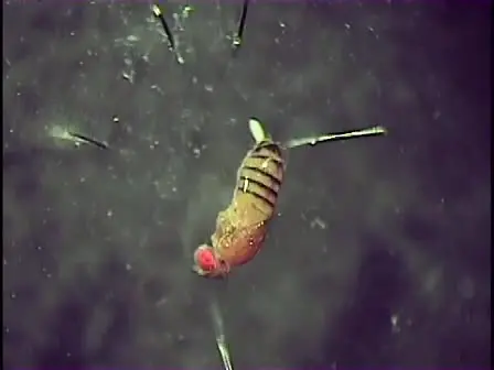 Whole Mount Preparation of the Adult <em>Drosophila</em> Ventral Nerve Cord for Giant Fiber Dye Injection