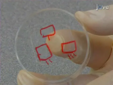 Plasma Lithography Surface Patterning for Creation of Cell Networks