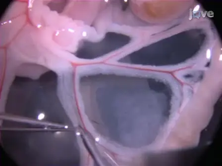 Mesenteric Artery Contraction and Relaxation Studies Using Automated Wire Myography