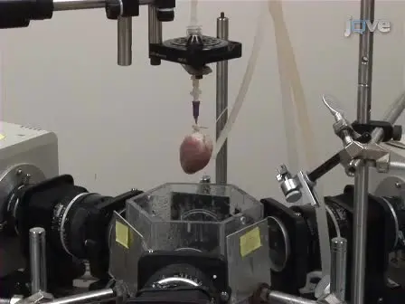 Multiparametric Optical Mapping of the Langendorff-perfused Rabbit Heart