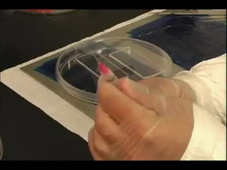 PDMS Device Fabrication and Surface Modification