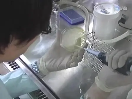 Application of a Mouse Ligated Peyer’s Patch Intestinal Loop Assay to Evaluate Bacterial Uptake by M cells