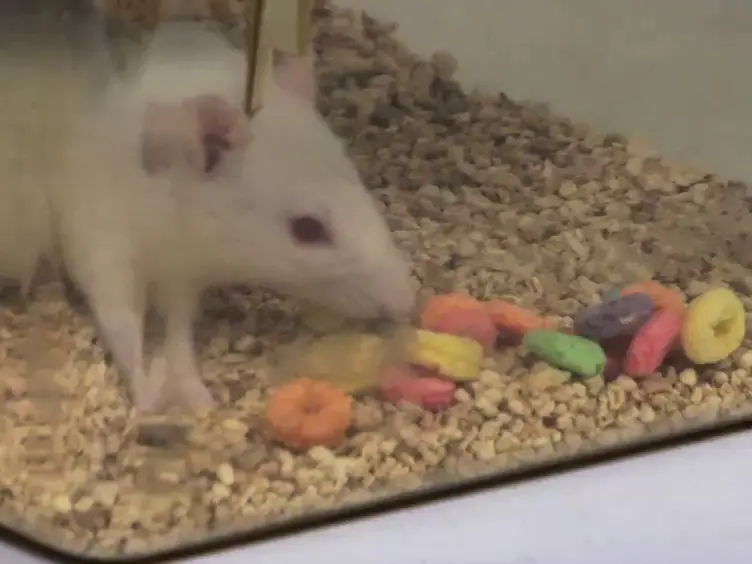 Acute and Chronic Tactile Sensory Testing after Spinal Cord Injury in Rats