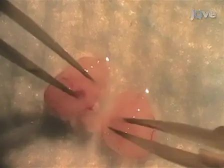 Bilaminar Co-culture of Primary Rat Cortical Neurons and Glia